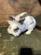 Lionhead rabbit Rabbits for sale in Howell Township, NJ, USA. price: NA