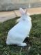 Lionhead rabbit Rabbits for sale in Bakersfield, CA 93306, USA. price: $80