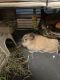 Lionhead rabbit Rabbits for sale in Port Chester, NY 10573, USA. price: $100