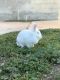 Lionhead rabbit Rabbits for sale in Bakersfield, CA 93306, USA. price: $85
