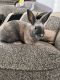 Lionhead rabbit Rabbits for sale in Simi Valley, CA, USA. price: $40