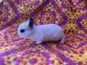 Lionhead rabbit Rabbits for sale in Bakersfield, CA 93306, USA. price: $60
