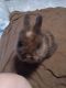 Lionhead rabbit Rabbits for sale in Jamestown, NY 14701, USA. price: NA