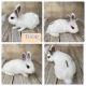 Lionhead rabbit Rabbits for sale in Bakersfield, CA 93306, USA. price: $65