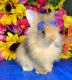 Lionhead rabbit Rabbits for sale in Mamou, LA 70554, USA. price: $60