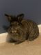 Lionhead rabbit Rabbits for sale in Lawrenceville, GA, USA. price: NA