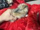 Lionhead rabbit Rabbits for sale in Los Angeles, CA, USA. price: $80