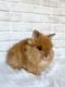 Lionhead rabbit Rabbits for sale in Montezuma, GA 31063, USA. price: $25