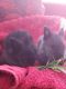 Lionhead rabbit Rabbits for sale in Antrim, NH 03440, USA. price: $50