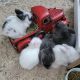 Lionhead rabbit Rabbits for sale in Staten Island, NY 10314, USA. price: NA
