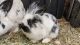 Lionhead rabbit Rabbits for sale in 1082 Birchbrook Cir, Midvale, UT 84047, USA. price: $25