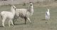 Llama Animals for sale in Brush, CO 80723, USA. price: NA