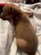 Long Haired Chihuahua Puppies for sale in Houston, TX, USA. price: NA