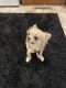 Long Haired Chihuahua Puppies for sale in Macomb, MI 48042, USA. price: NA