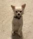 Long Haired Chihuahua Puppies for sale in Granbury, TX, USA. price: $200