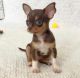 Long Haired Chihuahua Puppies for sale in Miami Beach, Florida. price: $450