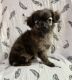Long Haired Chihuahua Puppies for sale in Greenwood, IN, USA. price: $1,200