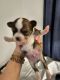 Long Haired Chihuahua Puppies for sale in Lugoff, South Carolina. price: $1,900