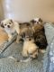 Long Haired Chihuahua Puppies for sale in Lindenhurst, NY 11757, USA. price: NA