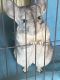 Long-tailed Chinchilla Rodents for sale in Elmont, NY, USA. price: NA