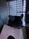 Long-tailed Chinchilla Rodents for sale in Mechanicsburg, PA, USA. price: NA