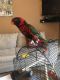 Lorikeet Birds for sale in White Plains, NY, USA. price: NA