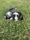 Lottatore Brindisino Puppies for sale in Titusville, FL, USA. price: NA