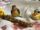 Lovebird Birds for sale in Whittier, CA, USA. price: NA