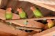 Lovebird Birds for sale in Granite Bay, CA, USA. price: NA