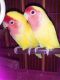 Lovebird Birds