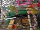 Lovebird Birds for sale in Albion, PA 16401, USA. price: $60
