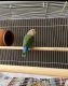 Lovebird Birds for sale in Encino, Los Angeles, CA, USA. price: NA