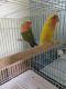 Lovely pair of love bird with cage