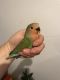 Lovebird Birds for sale in Elkins, WV 26241, USA. price: NA