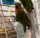 Lovebird Birds for sale in Pomona, MO 65789, USA. price: NA