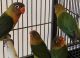Lovebird Birds for sale in North Miami Beach, FL, USA. price: NA