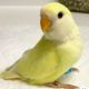 Lovebird Birds for sale in Mt Vernon, MO 65712, USA. price: NA