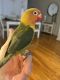 Lovebird Birds for sale in Yonkers, NY, USA. price: NA