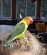 Lovebird Birds for sale in Springfield, MA 01129, USA. price: $300