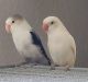 Lovebird Birds for sale in Mesa, AZ, USA. price: $200