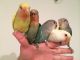 Lovebird Birds for sale in Costa Mesa, CA, USA. price: NA