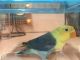 Lovebird Birds for sale in Hialeah, FL, USA. price: NA