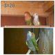 Lovebird Birds for sale in Orange County, CA, USA. price: NA