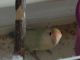 Lovebird Birds for sale in Lorain, OH 44052, USA. price: NA