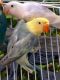 Lovebird Birds for sale in Miami, FL, USA. price: NA