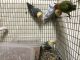 Lovebird Birds for sale in Miami, FL, USA. price: NA