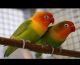 Lovebird Birds