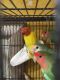 Lovebird Birds for sale in Bradenton, FL 34202, USA. price: NA