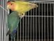 Lovebird Birds for sale in Columbia, MS 39429, USA. price: NA