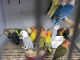 Lovebird Birds for sale in Kissimmee, FL, USA. price: NA